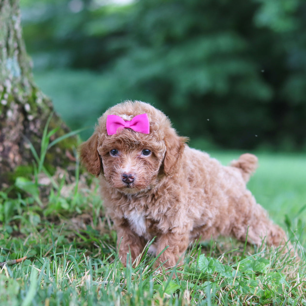 Shelly - Available Now