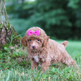 Shelly - Available Now