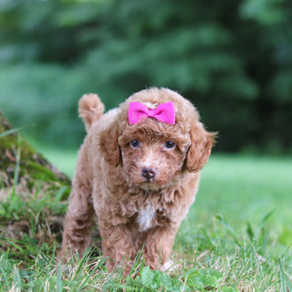 Shelly - Available Now