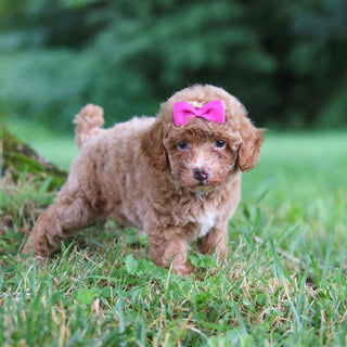 Shelly - Available Now
