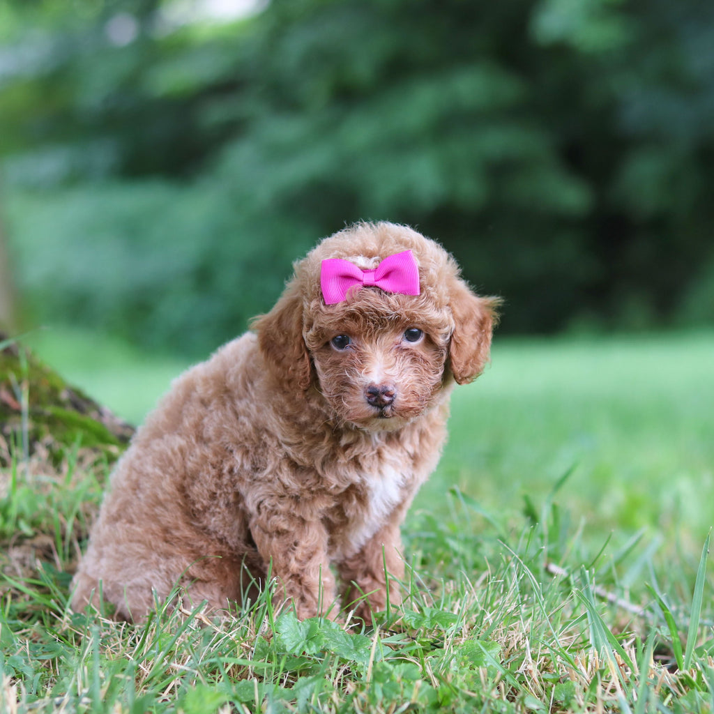 Shelly - Available Now