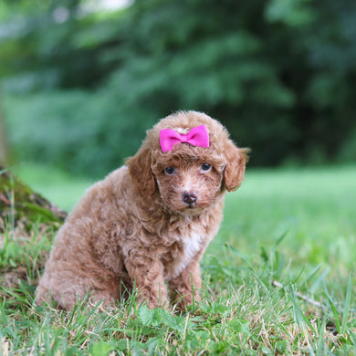 Shelly - Available 7/23