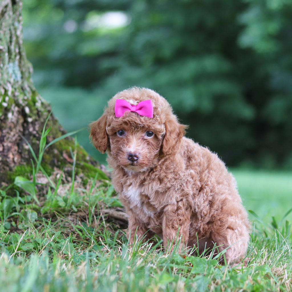Shelly - Available Now