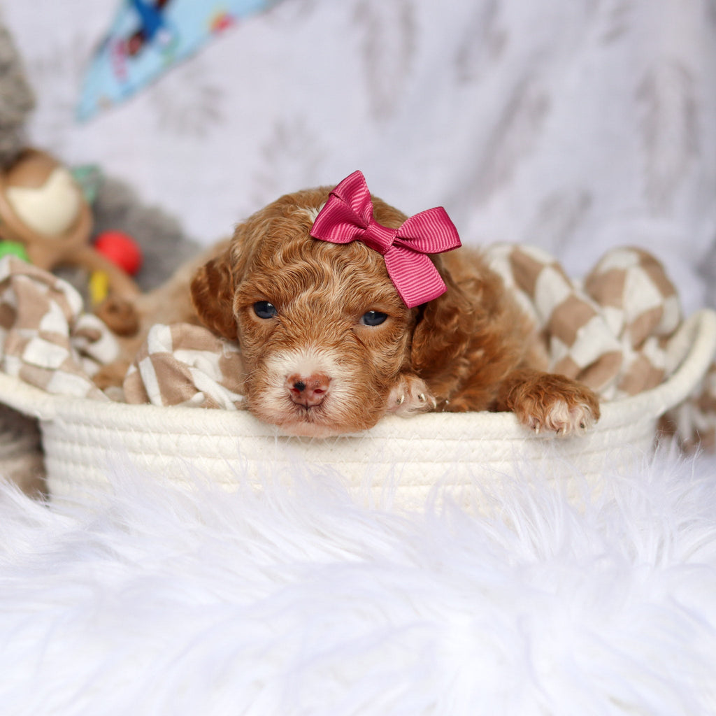 Shelly - Available Now