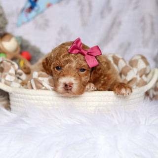 Shelly - Available Now
