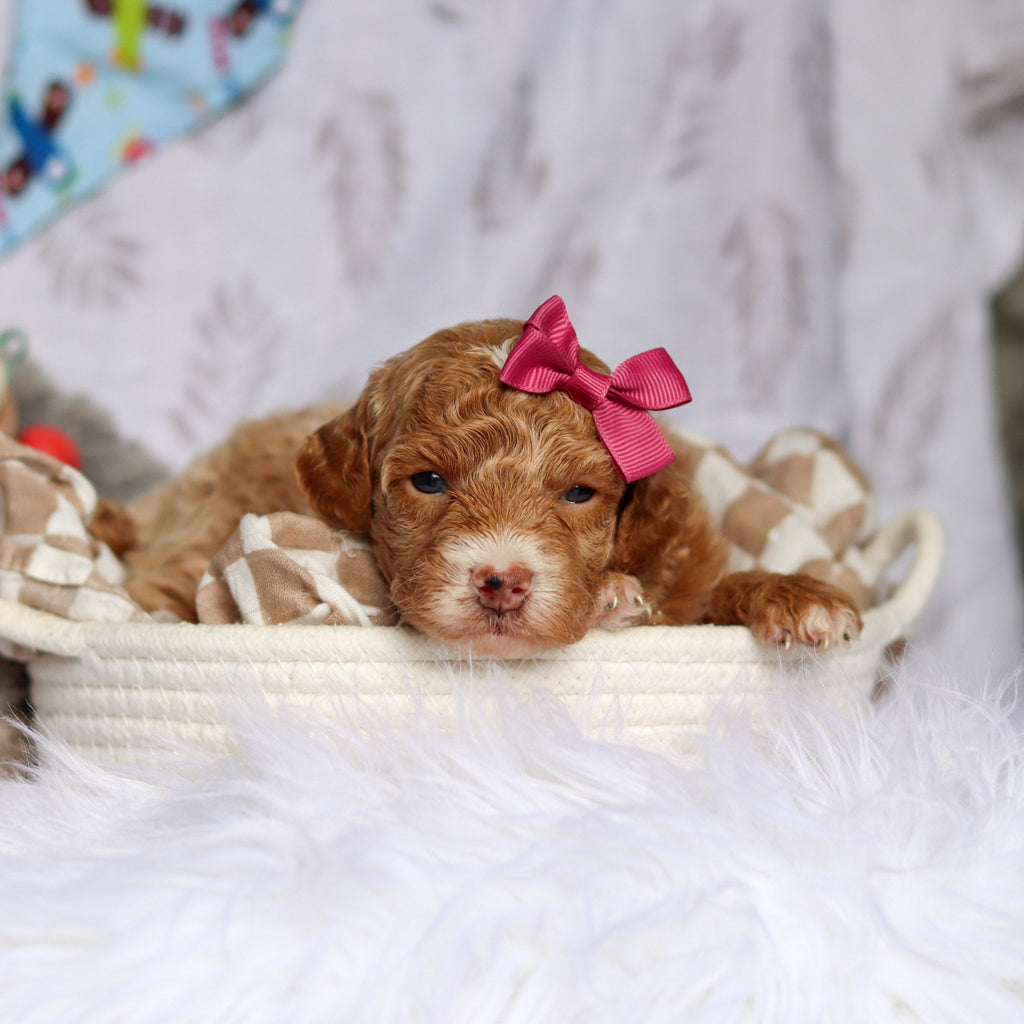 Shelly - Available Now