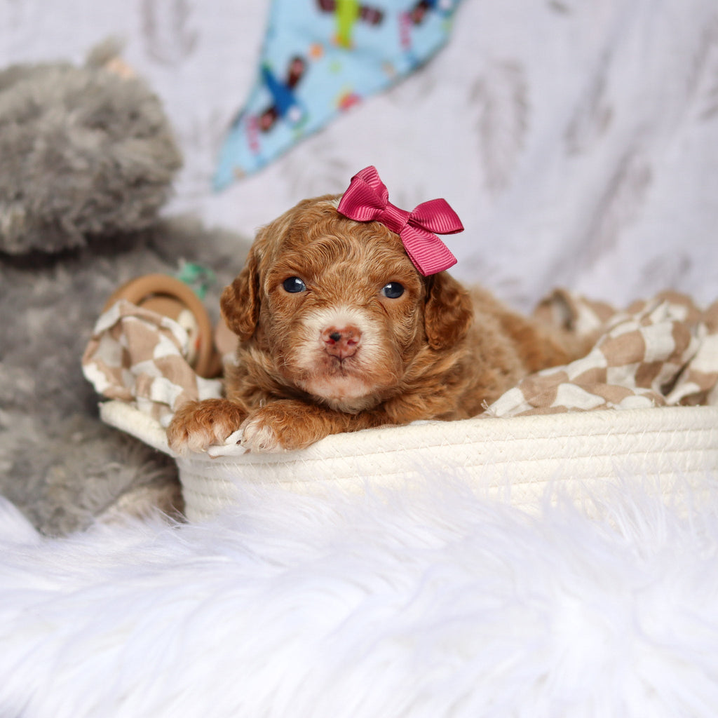 Shelly - Available Now