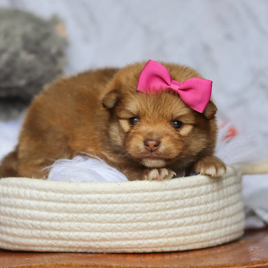 Hazel - Available 6/25