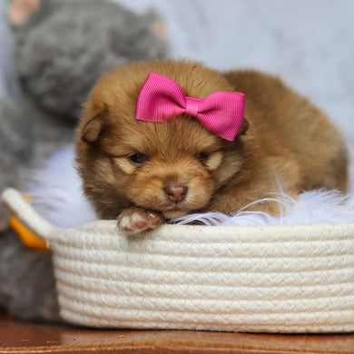 Hazel - Available 6/25