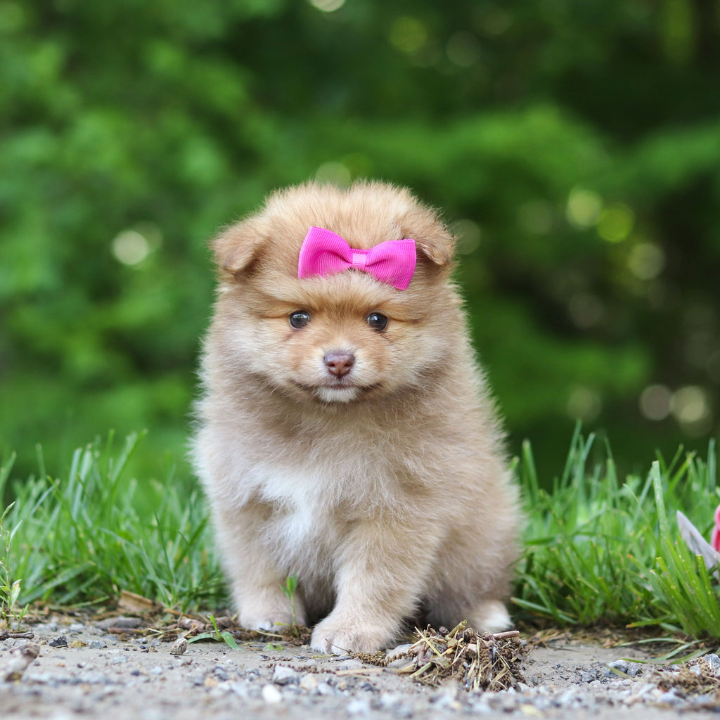 Hazel - Available 6/25