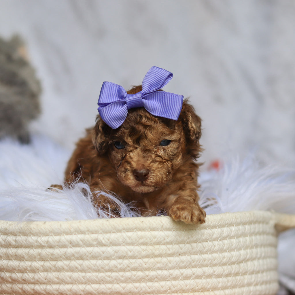 Suki - Available 6/25