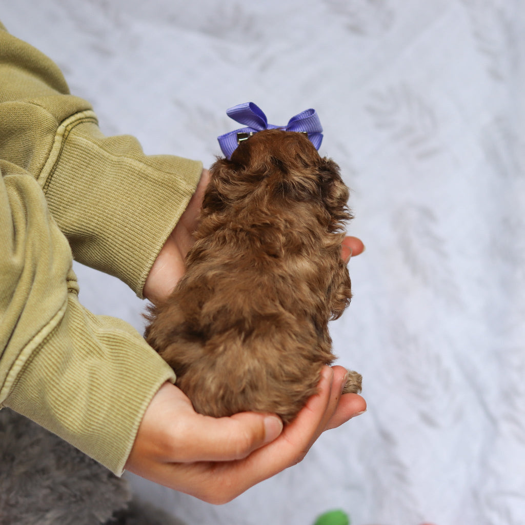 Suki - Available 6/25