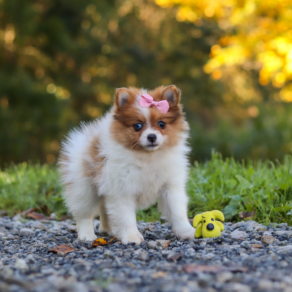 Gladys - Available Now