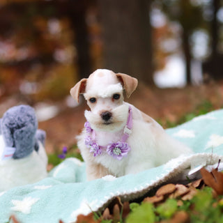 Edith - Available 11/12