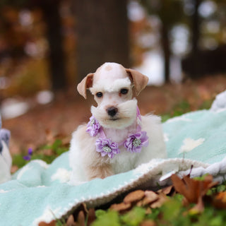 Edith - Available 11/12