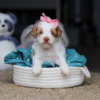 Sandy - Available 10/22