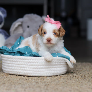 Sandy - Available 10/22
