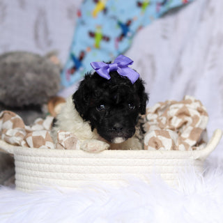 Velma - Available 7/16
