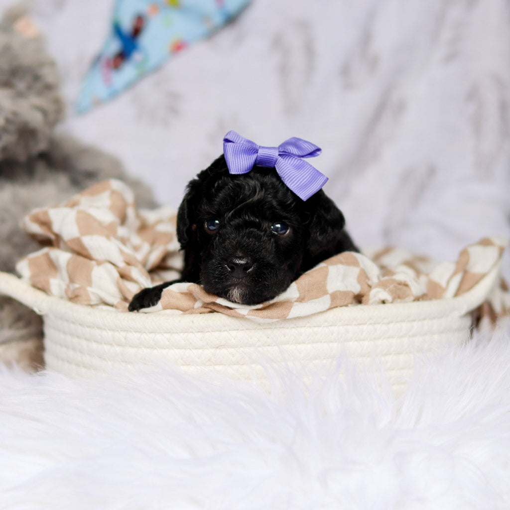 Phyllis - Available 7/23