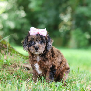 Piper - Available Now