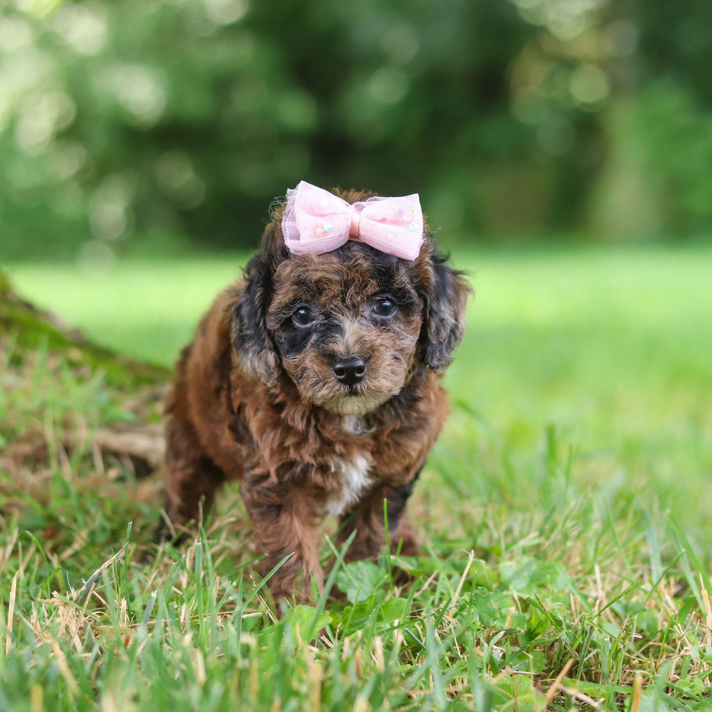 Piper - Available Now