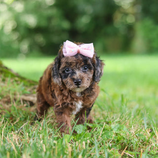 Piper - Available Now