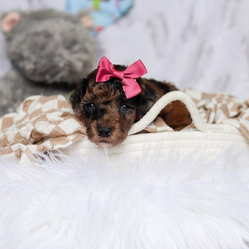 Piper - Available Now