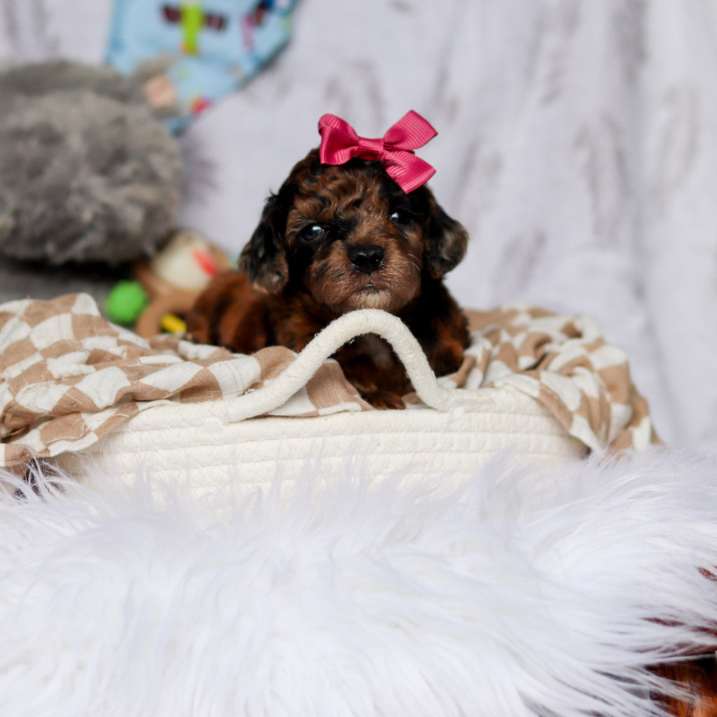 Piper - Available Now