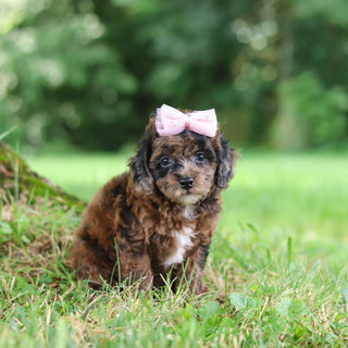 Piper - Available Now