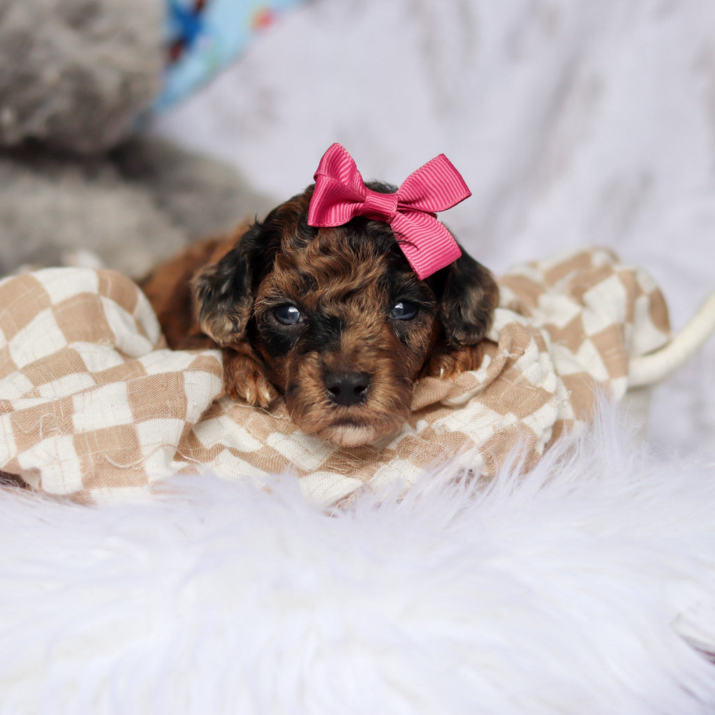 Piper - Available Now