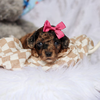Piper - Available Now