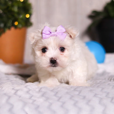 Janet - Available 3/5