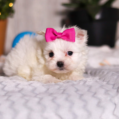 Jackie - Available 3/5