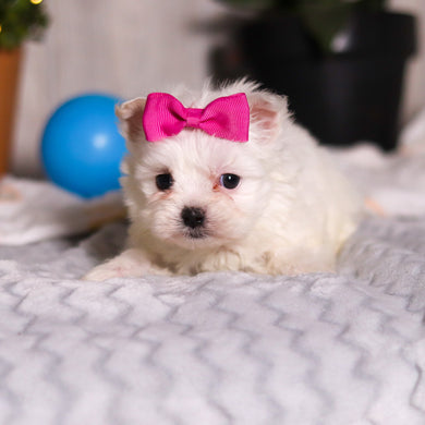 Jackie - Available 3/5