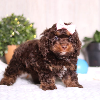 Clementine - Available 3/5