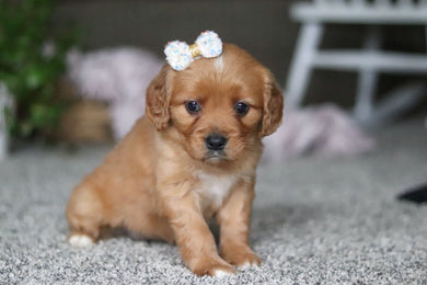 Greta - Available Now