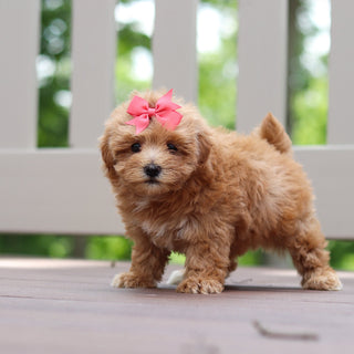 Penelope - Available 6/25