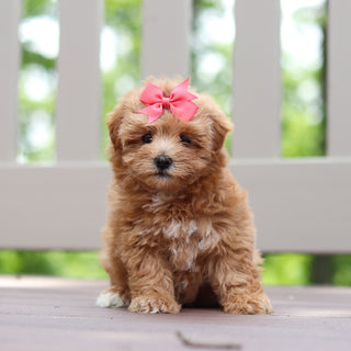 Penelope - Available 6/25