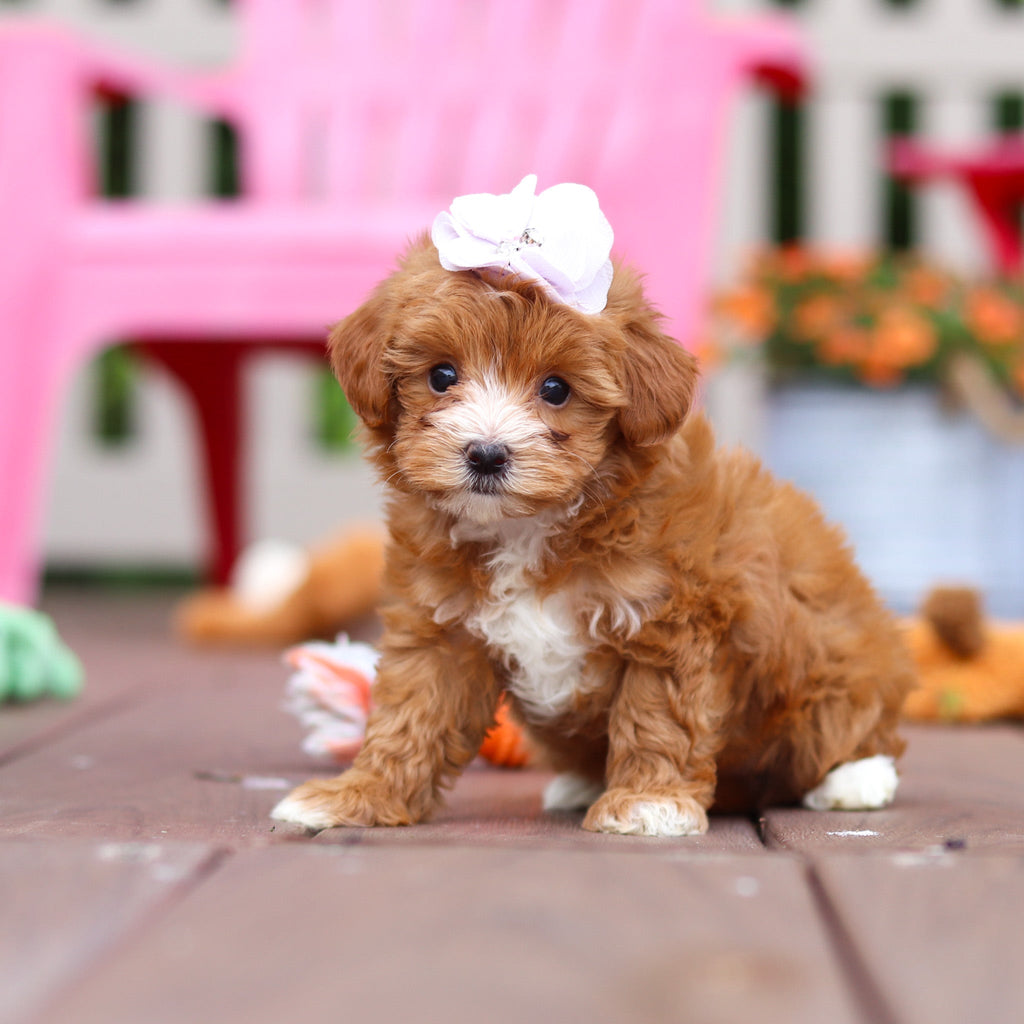Peggy - Available 6/25