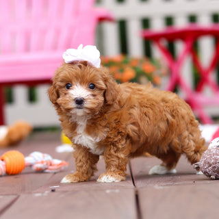 Peggy - Available 6/25