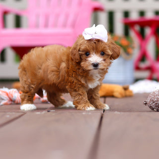 Peggy - Available 6/25