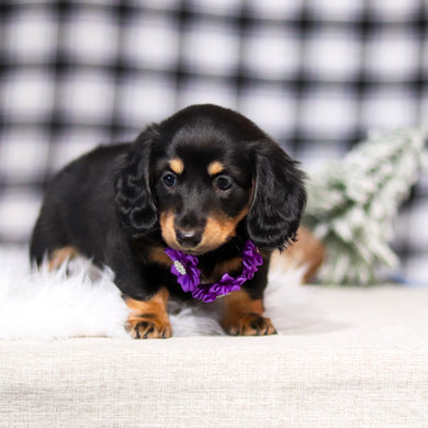 Banana - Available 2/26