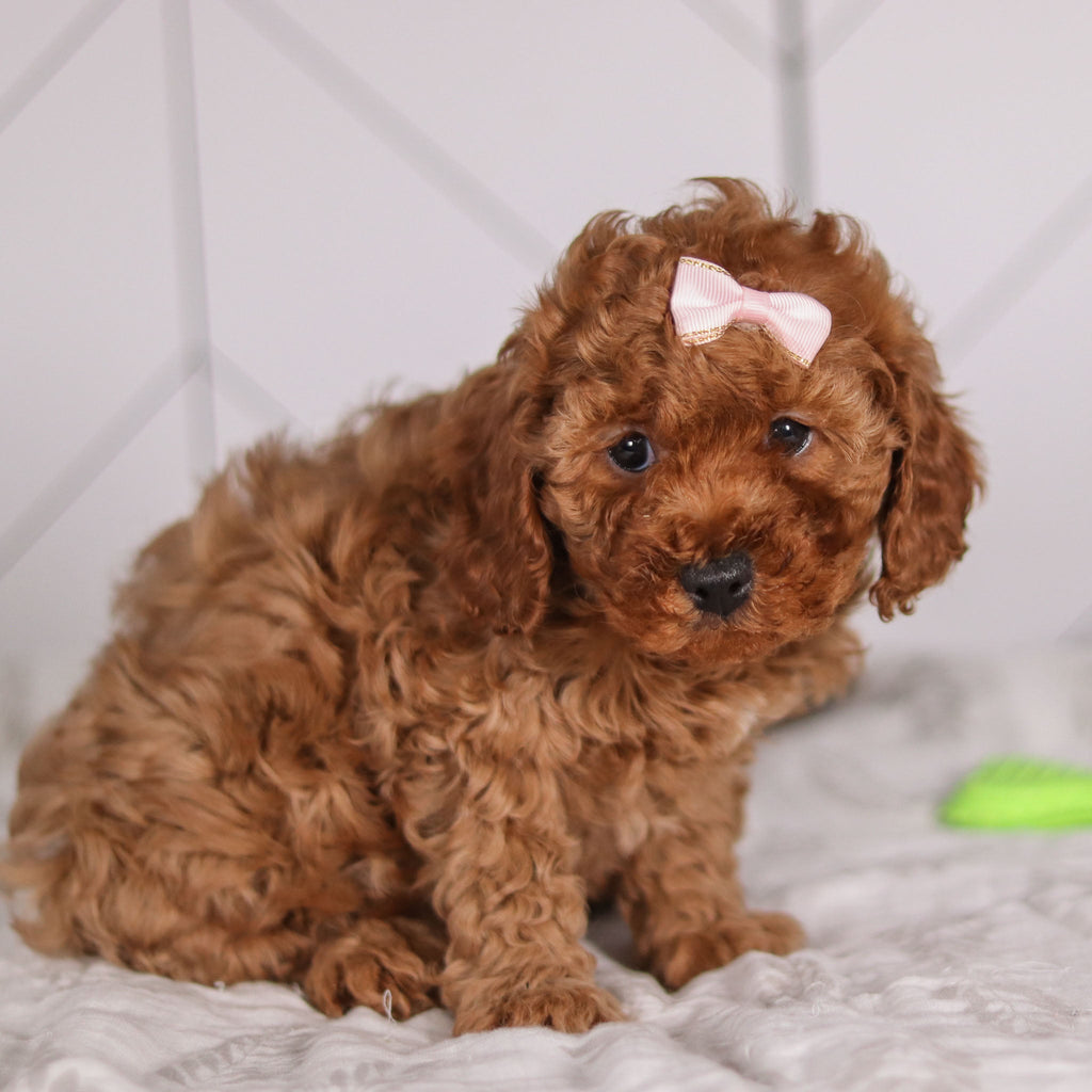 Peggie - Available 1/28