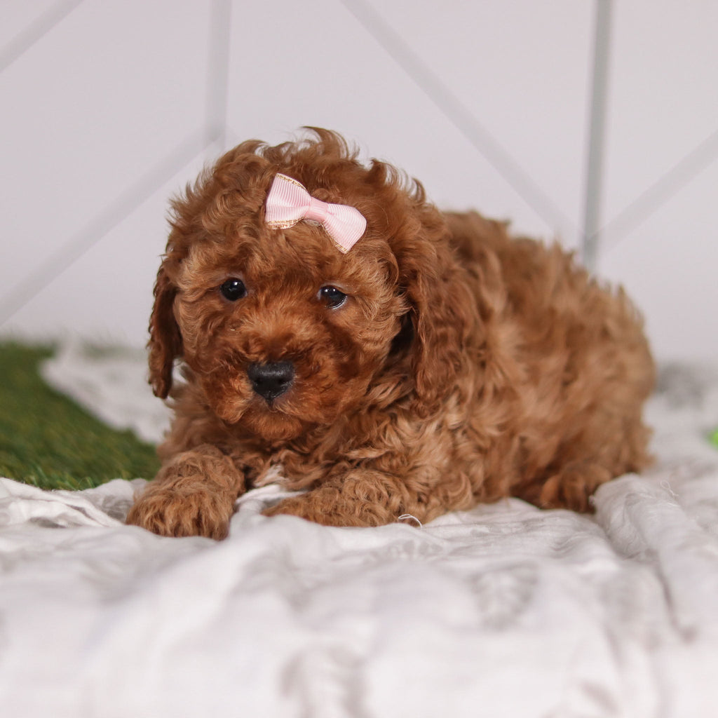 Peggie - Available 1/28