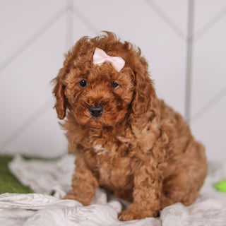 Peggie - Available 1/28