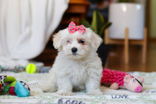 Rachel - Available Now