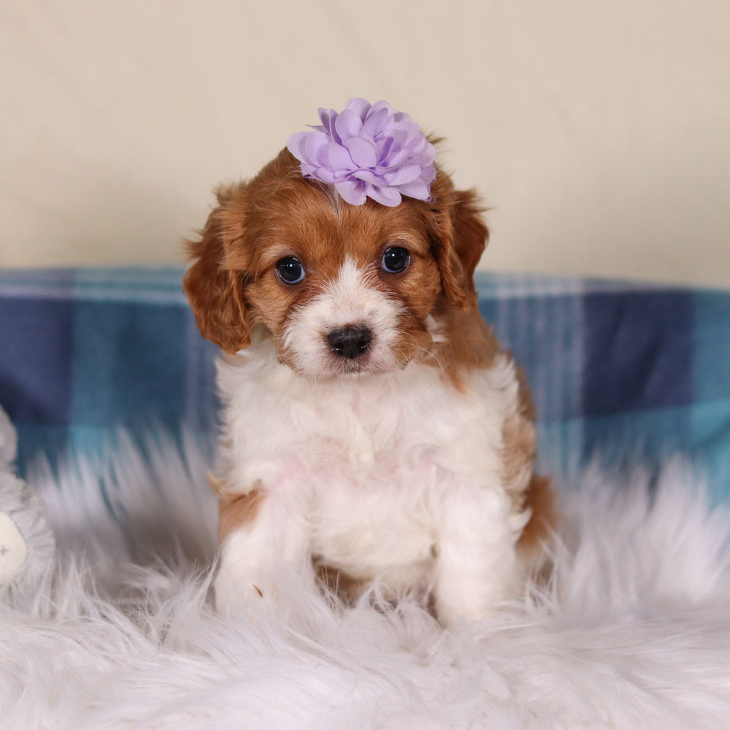 Veronica - Available 2/25