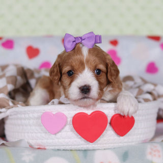 Vincent - Available 2/25