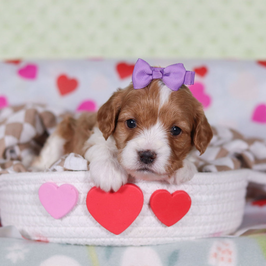 Vincent - Available 2/25