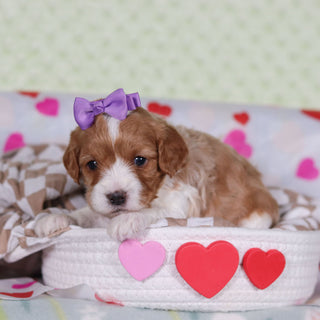 Vincent - Available 2/25